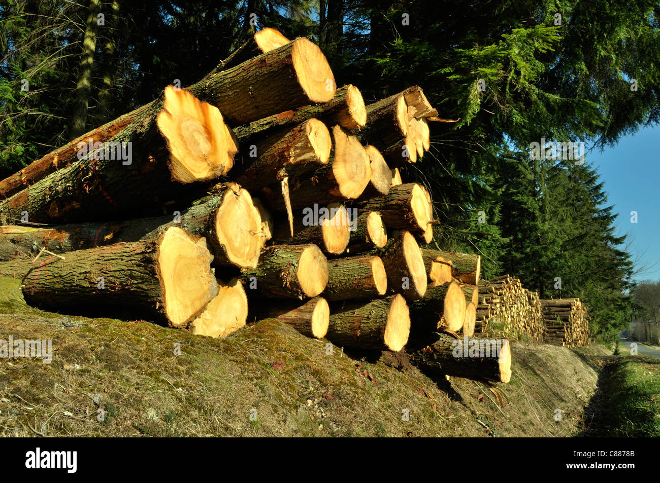 Los troncos del bosque de abetos, Andaines, Orne, Normandía (Francia). Foto de stock