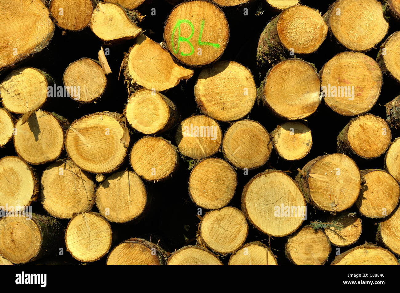 Los troncos del bosque de abetos, Andaines, Orne, Normandía (Francia). Foto de stock