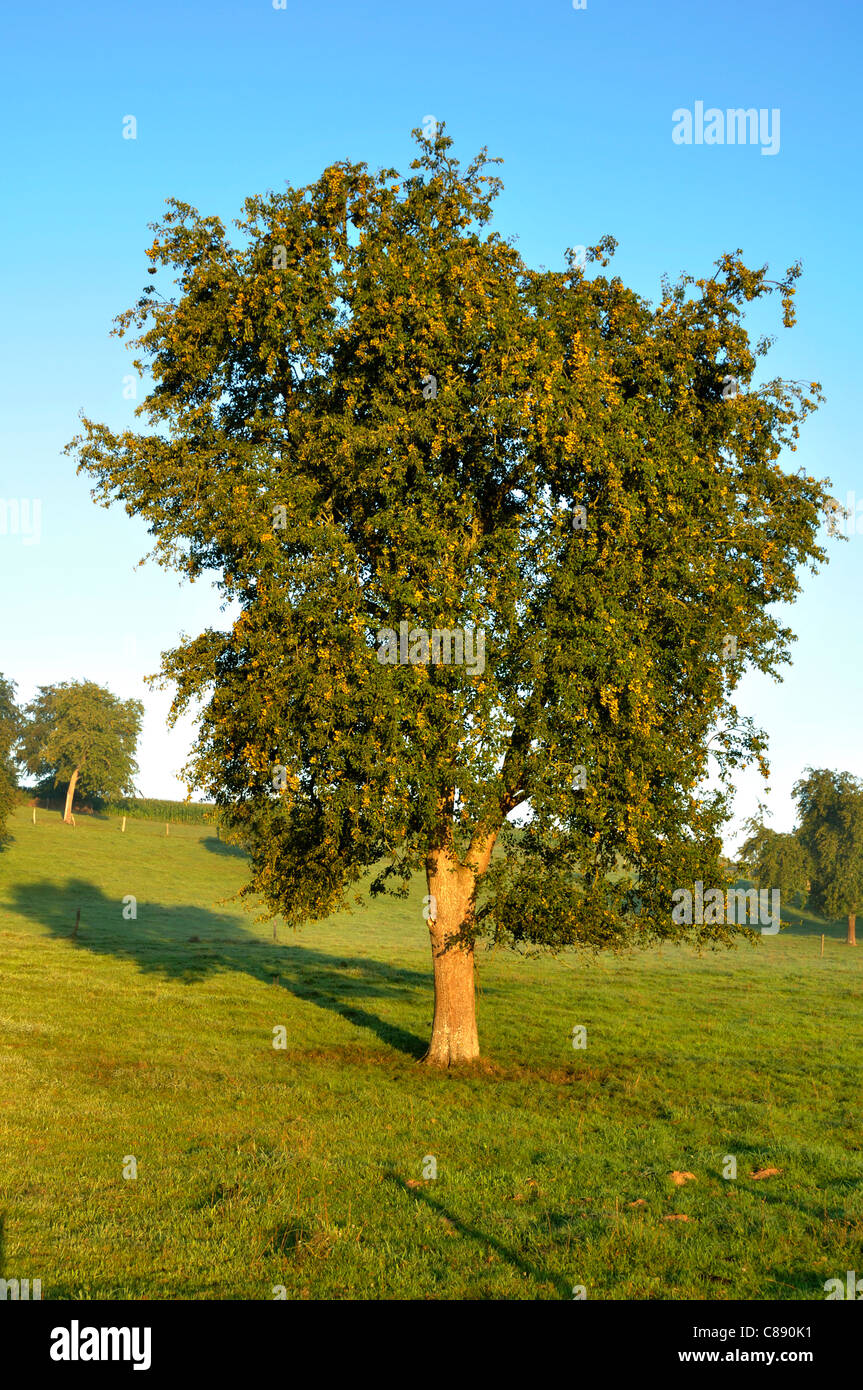 Un Perry Pear Tree (Domfrontais, Orne, Normandía, Francia, Europa). Foto de stock