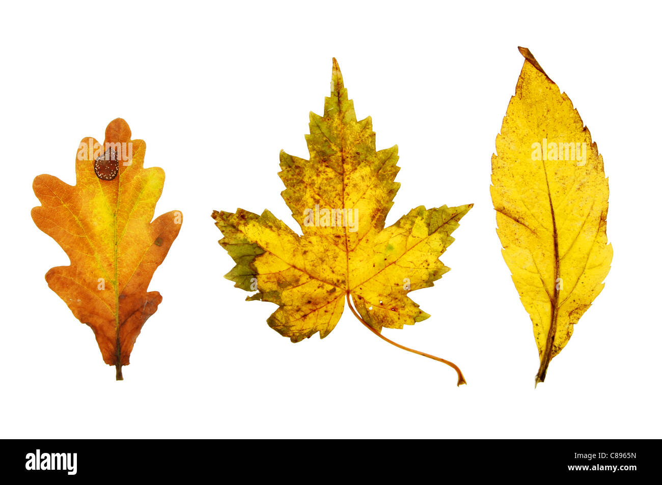 Tres hojas de otoño aislado en blanco Foto de stock