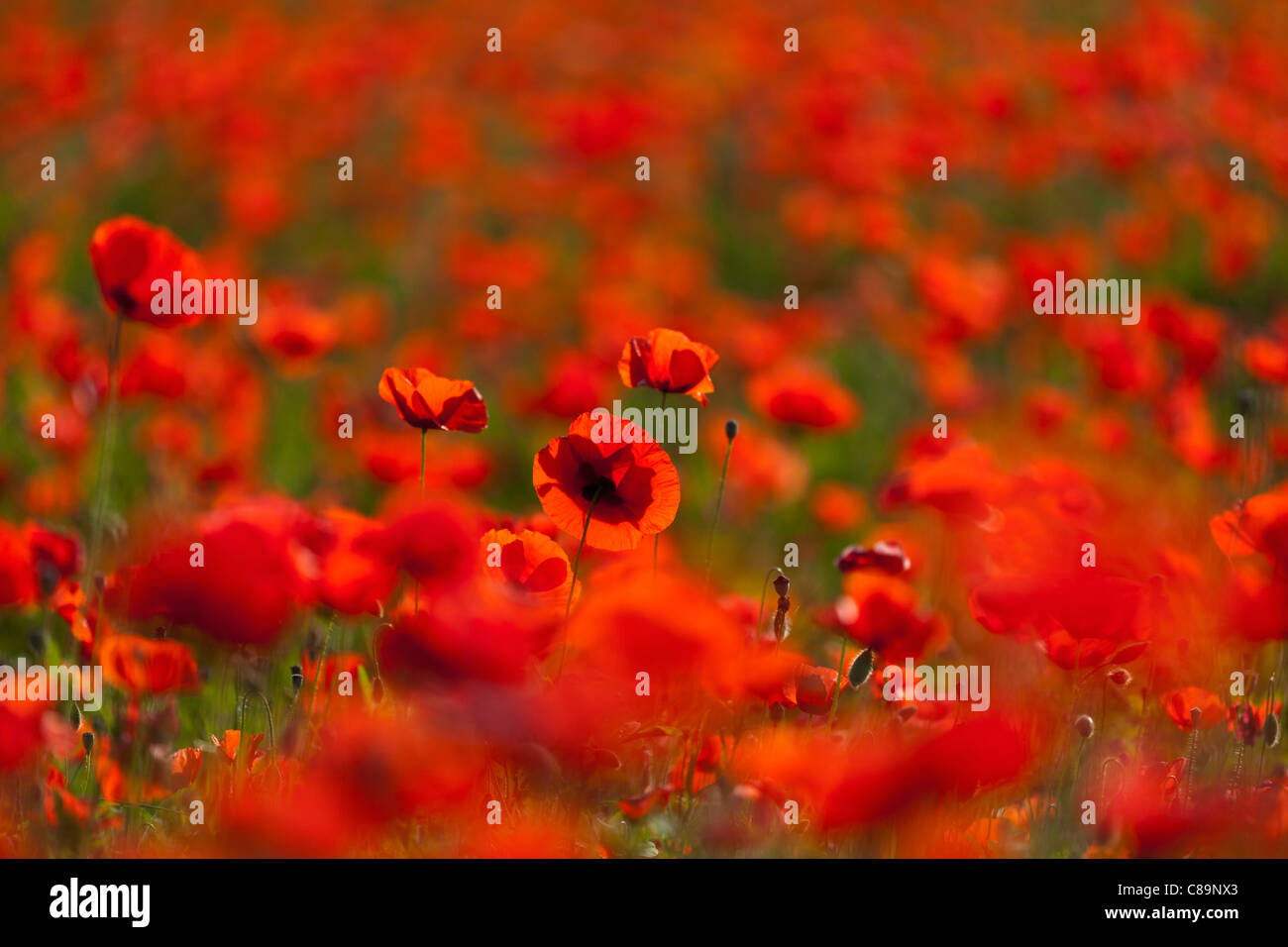 Italia, Toscana, Creta, Vista de campo de amapolas rojas Foto de stock