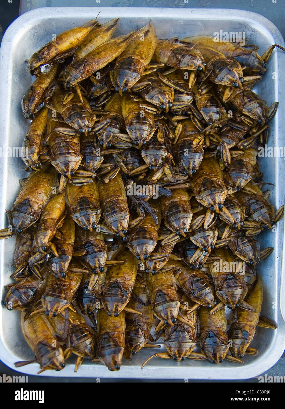 Tailandia, escarabajos fritos en la bandeja Foto de stock