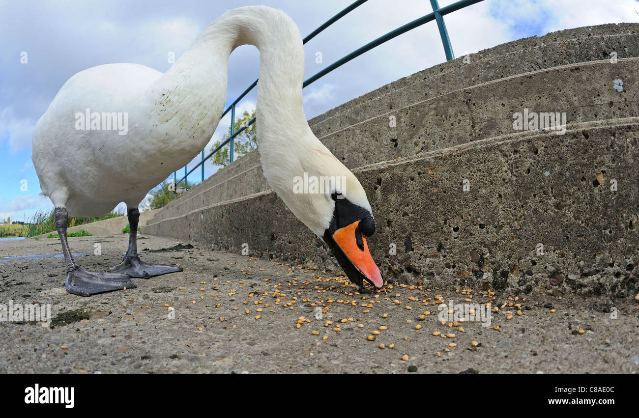 Cisne adulto alimentando el maíz Foto de stock