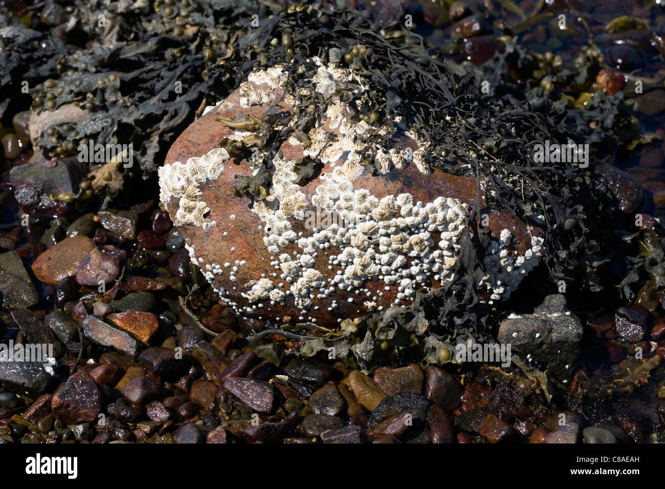 Comunes de las lapas y percebes Rubha Acorn Playa Ardnish Breakish Broadford Isla de Skye Escocia Foto de stock
