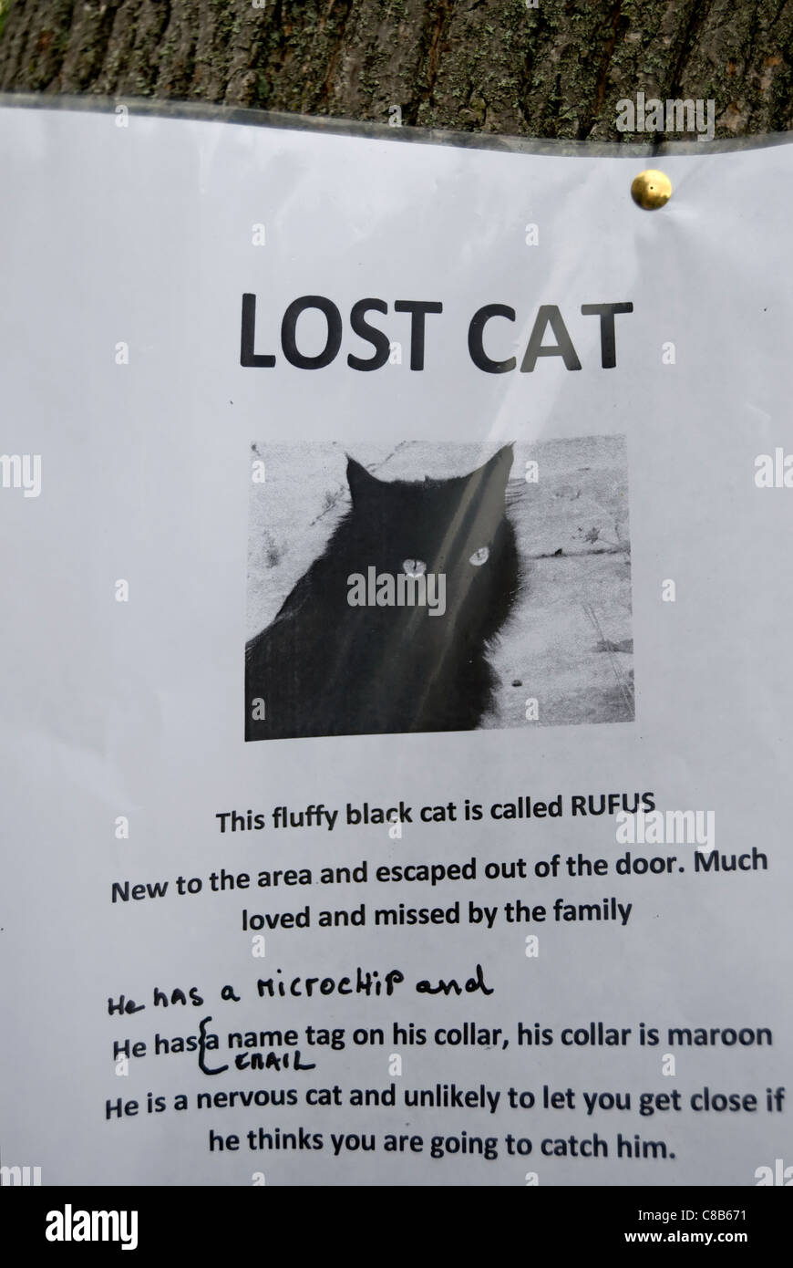 Gato perdido cartel en Twickenham, Middlesex, Inglaterra Fotografía de  stock - Alamy