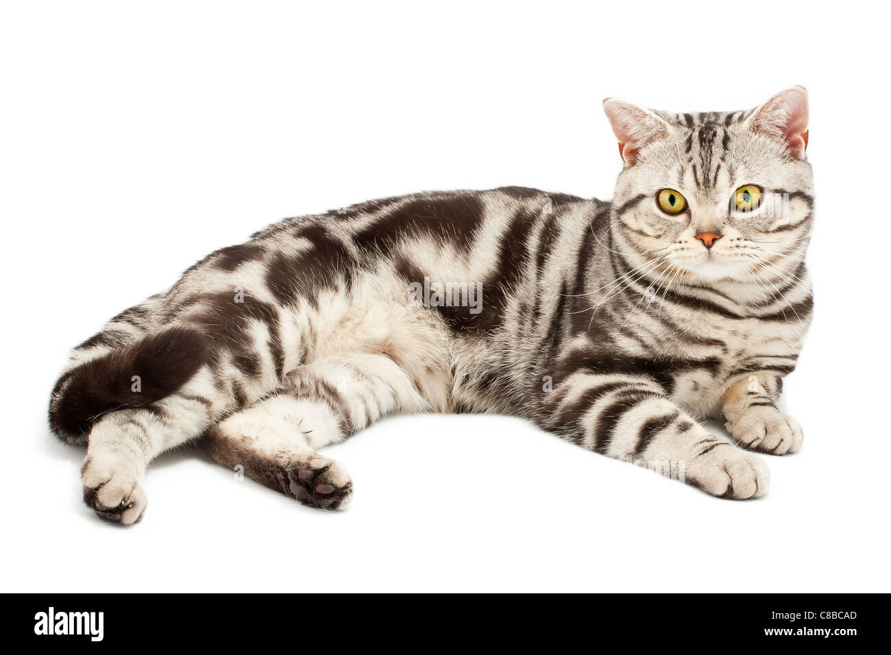 American Shorthair cat sobre blanco Foto de stock