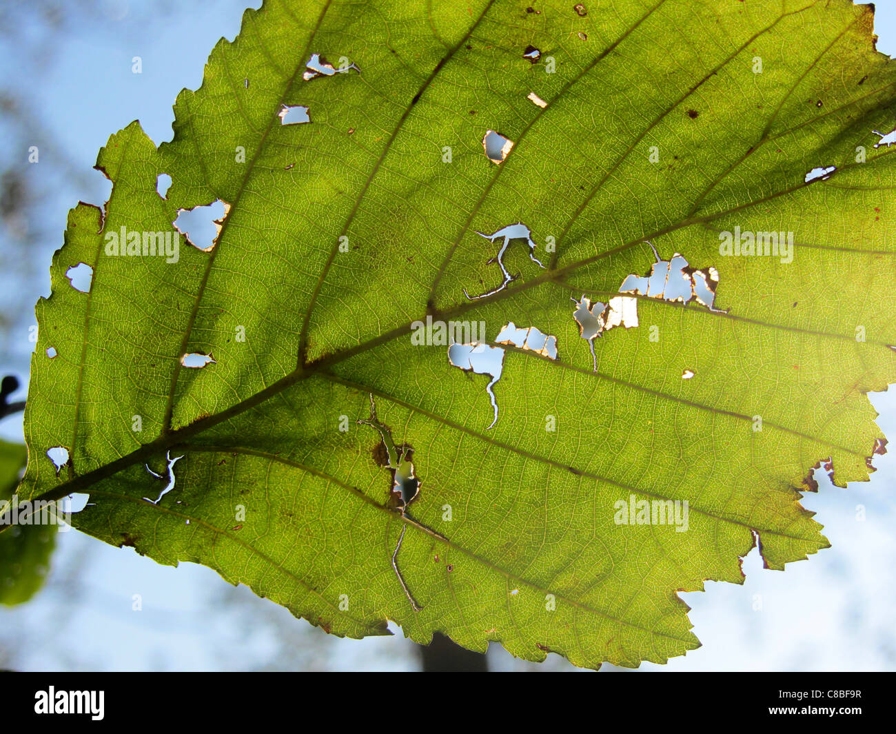 Dañado hoja de otoño de avellana (Corylus avellana), Alblasserdam, Holanda Foto de stock