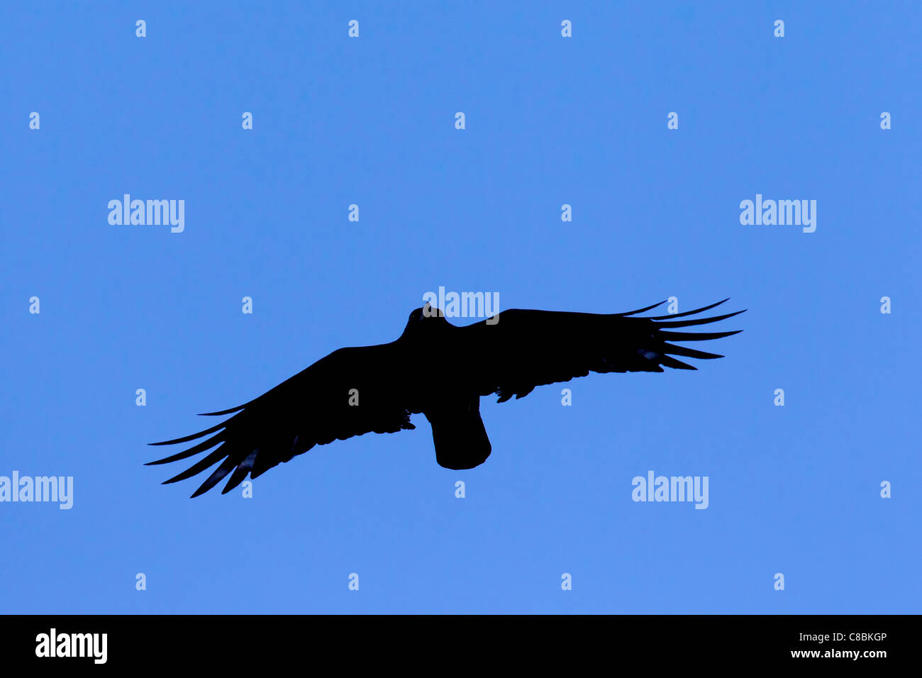 Carrion Crow Corvus Corone En Vuelo Alemania Fotografia De Stock Alamy