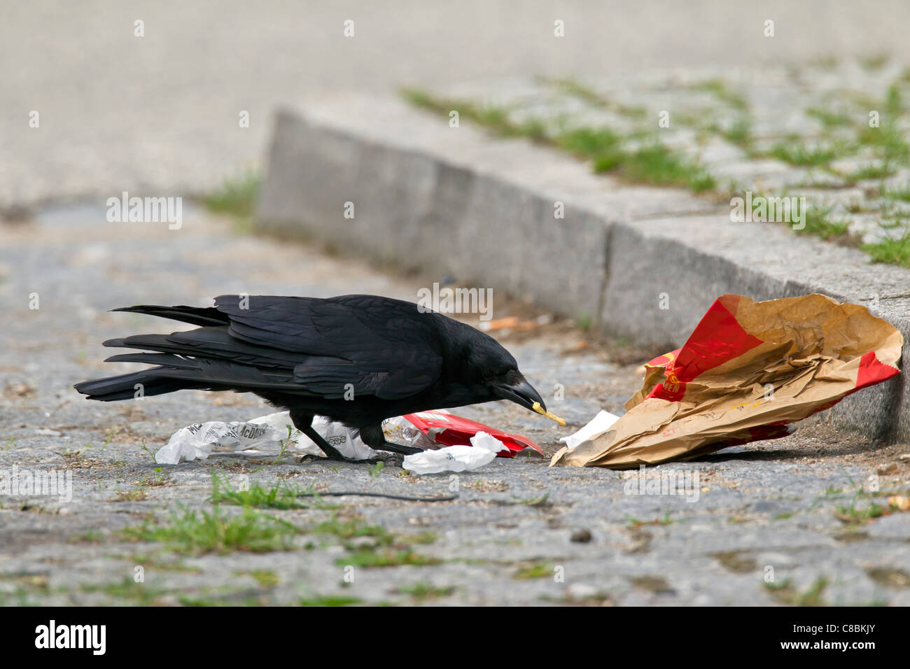 Carrion crow (Corvus corone) borrado para alimentos en la basura en la calle, Alemania Foto de stock