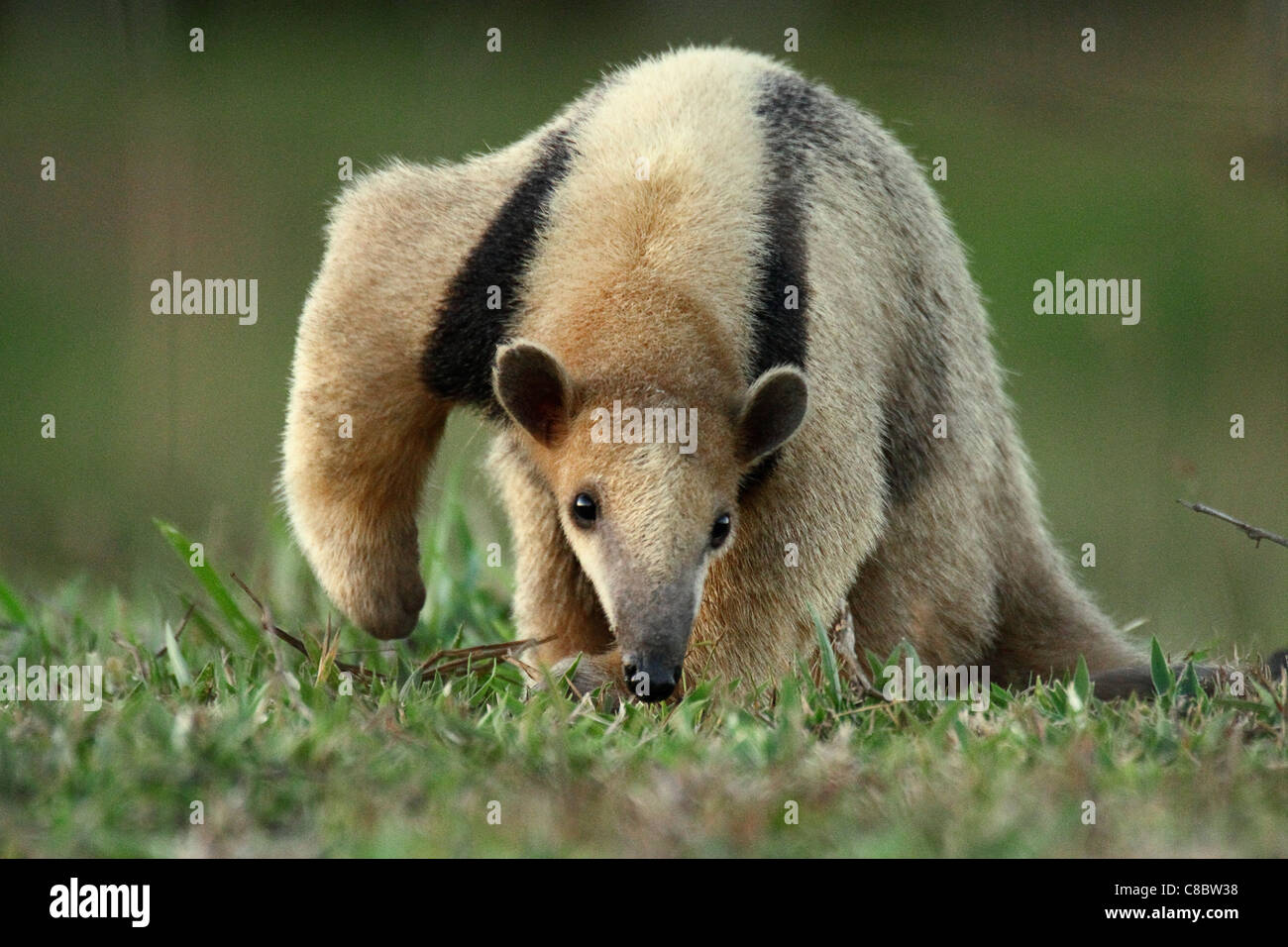 Sur de Tamandua, el oso hormiguero, el Pantanal, Brasil Foto de stock