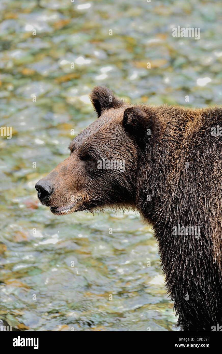 Un grizzly explora el agua de un arroyo claro para desovar salmón. Foto de stock