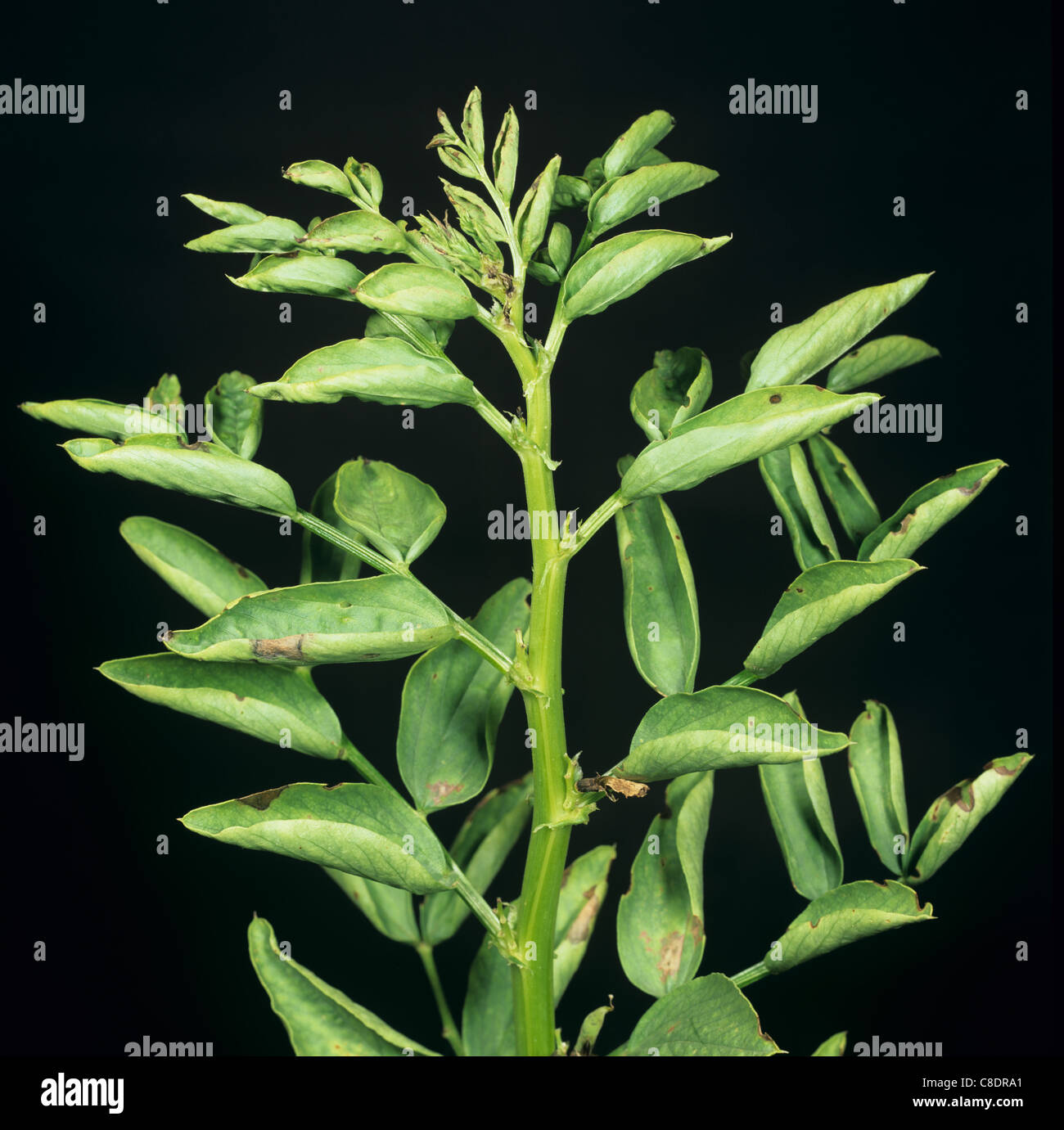 Bean leaf roll virus daños en una amplia planta de frijol Fotografía de