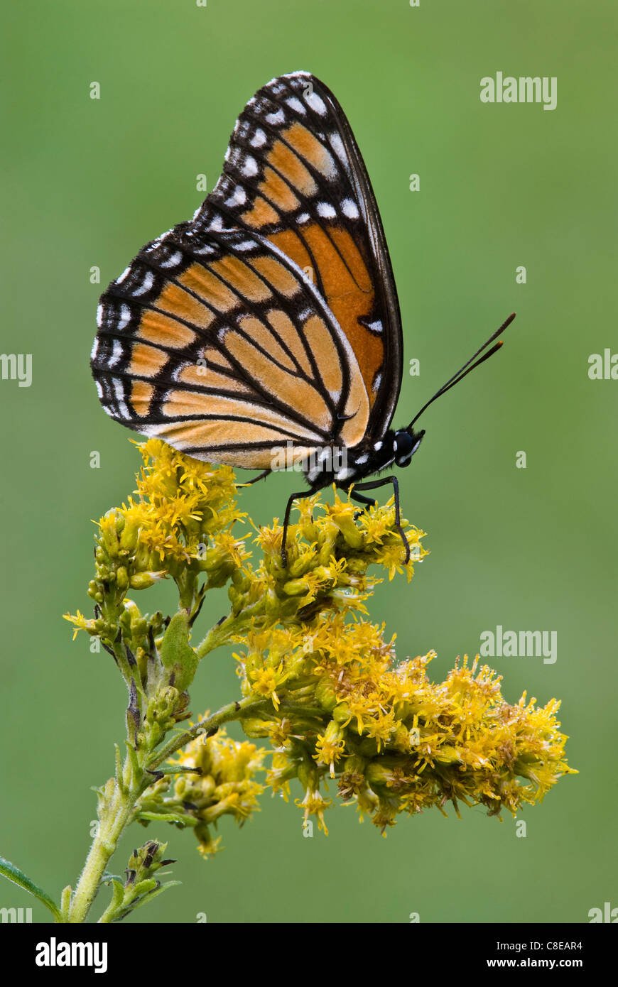 La mariposa virrey (Limenitis archippus) en Goldenrod Solidago (SPS), a finales de verano, principios de otoño, E EE.UU., por omitir Moody/Dembinsky Foto Assoc Foto de stock