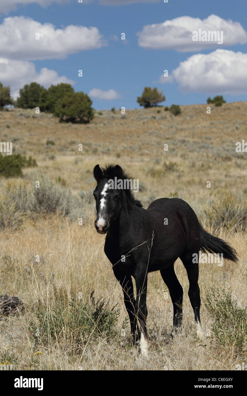 Free-Roaming Horse (Equus caballus), la potra, pequeño libro acantilados Wild Horse Range, Colorado Foto de stock
