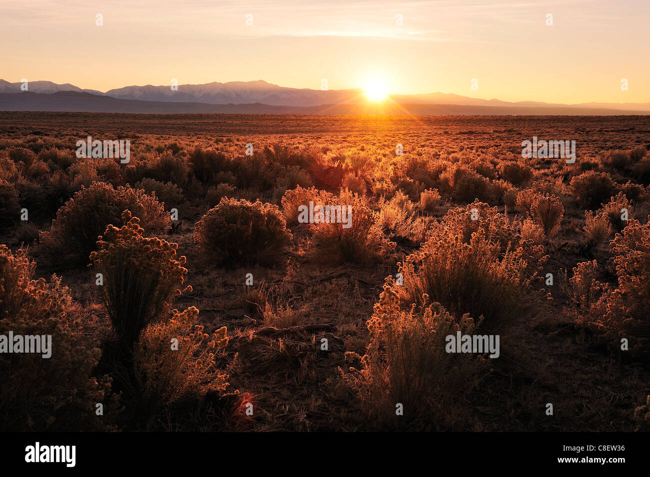 Al amanecer, cerca de Mammoth Lakes, California, USA, Estados Unidos, América, matorrales,, paisaje, Sunrise Foto de stock