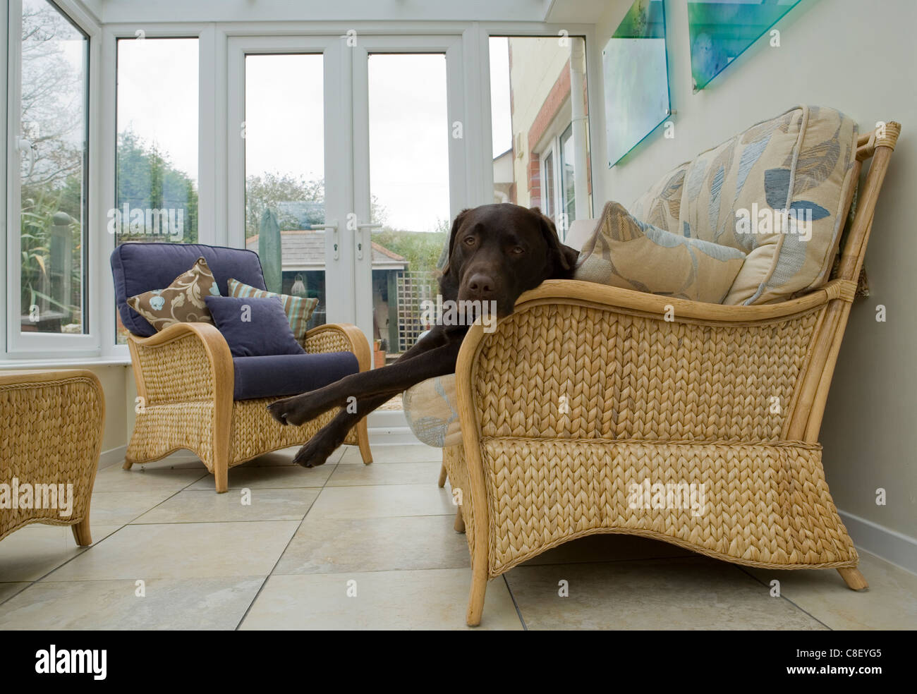 Labrador retriever adulto soltero relajándose en un conservatorio UK Foto de stock