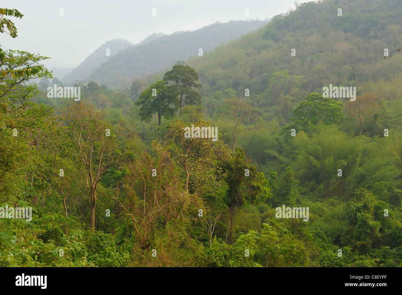 Bosque, Parque Nacional de Khao Yai, Patrimonio de la humanidad, sitio de Tailandia, en Asia, la naturaleza Foto de stock