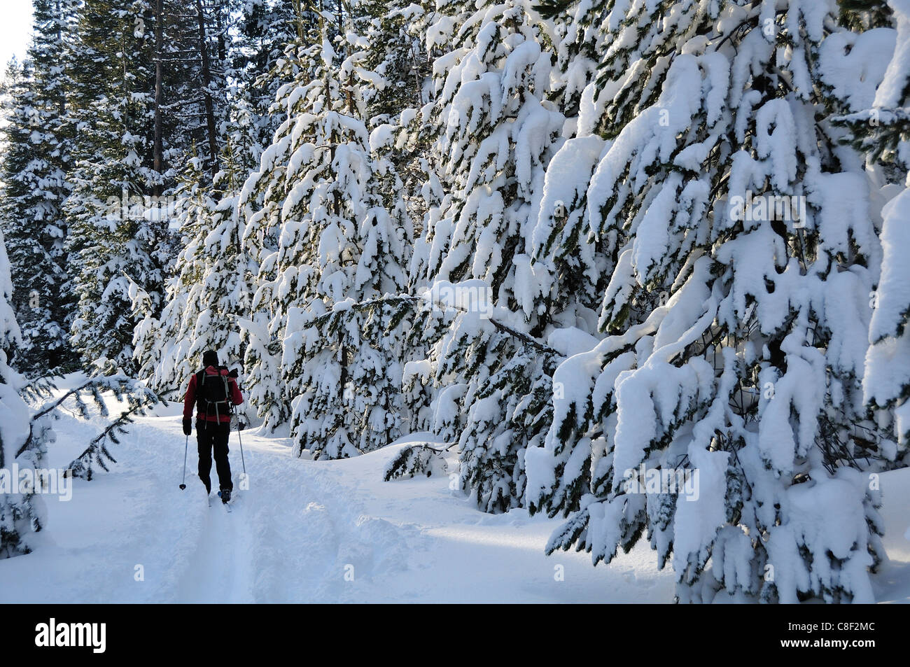 Cross Country, mujer, Esquí, Montañas Cascade, Central de Oregon, USA, Estados Unidos, América, Foto de stock