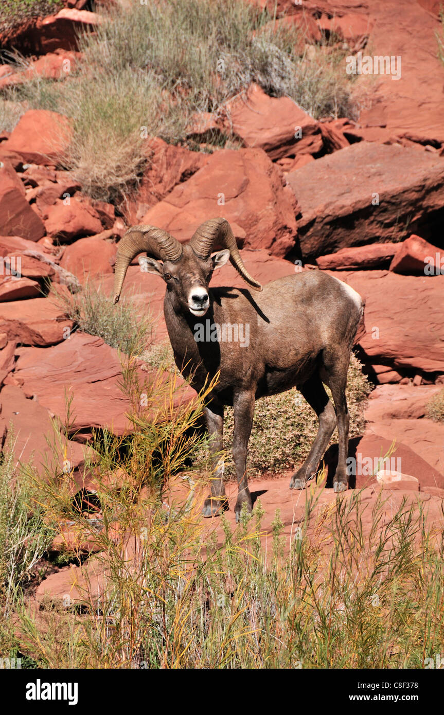 Desierto el borrego cimarrón, cabra, oveja, Ovis canadensis NELSONI, Río San Juan, cerca de Bluff, la Meseta del Colorado, Utah, EE.UU., United S Foto de stock