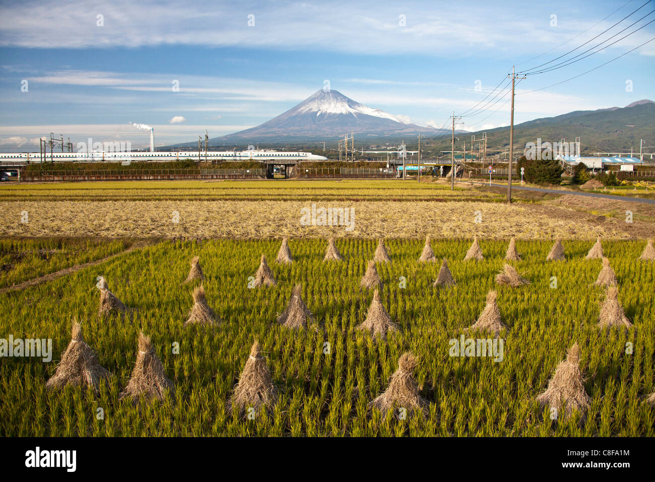 Japón, Noviembre, Asia, Fuji, la ciudad, el monte Fuji, tren de alta velocidad, el Shinkansen, el paisaje, la agricultura, el campo de arroz, cultivo de ric Foto de stock
