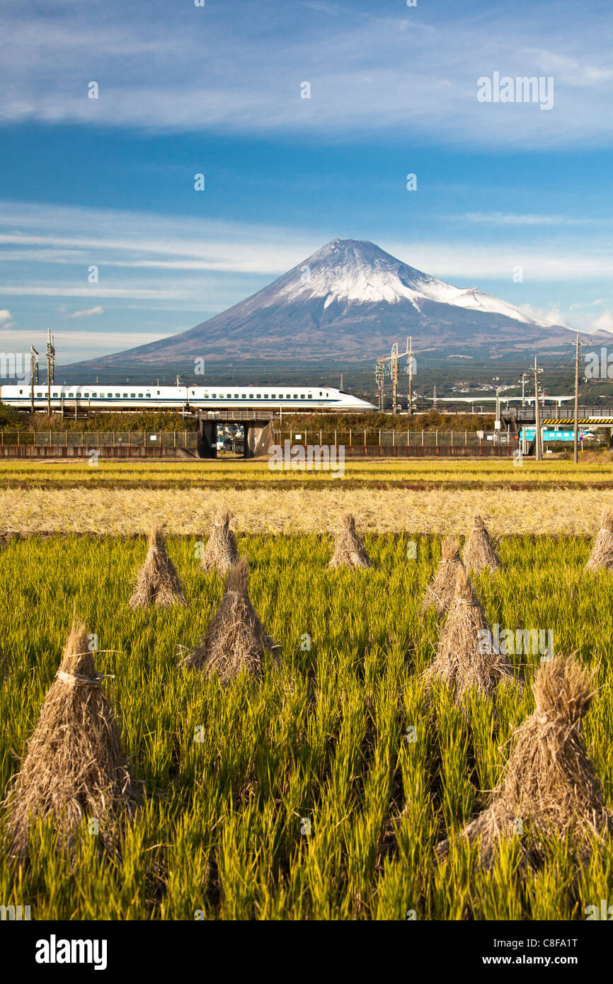 Japón, Noviembre, Asia, Fuji, la ciudad, el monte Fuji, tren de alta velocidad, el Shinkansen, el paisaje, la agricultura, el campo de arroz, cultivo de ric Foto de stock