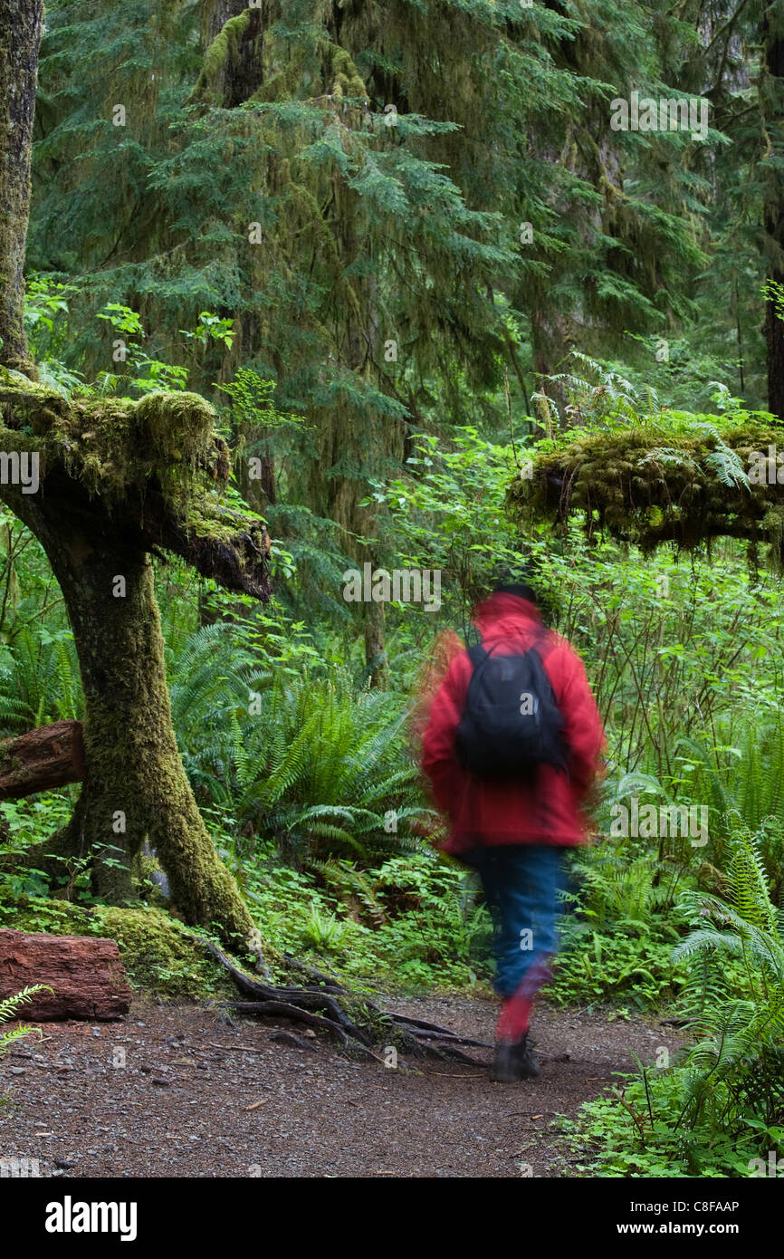 Walker en Quinault Rain Forest, el Parque Nacional Olímpico, el estado de Washington, Estados Unidos de América Foto de stock