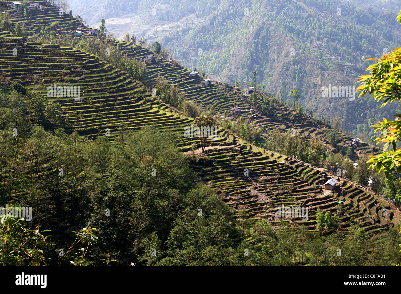 Terrazas en la ladera sur de Sikkim, India Oriental Foto de stock