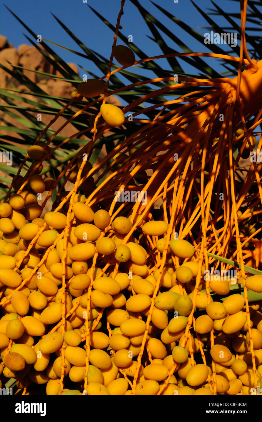 Fechas en una palmera, Aguerd Oudad, cerca de Tafraoute,Anti Atlas Región, Marruecos Foto de stock