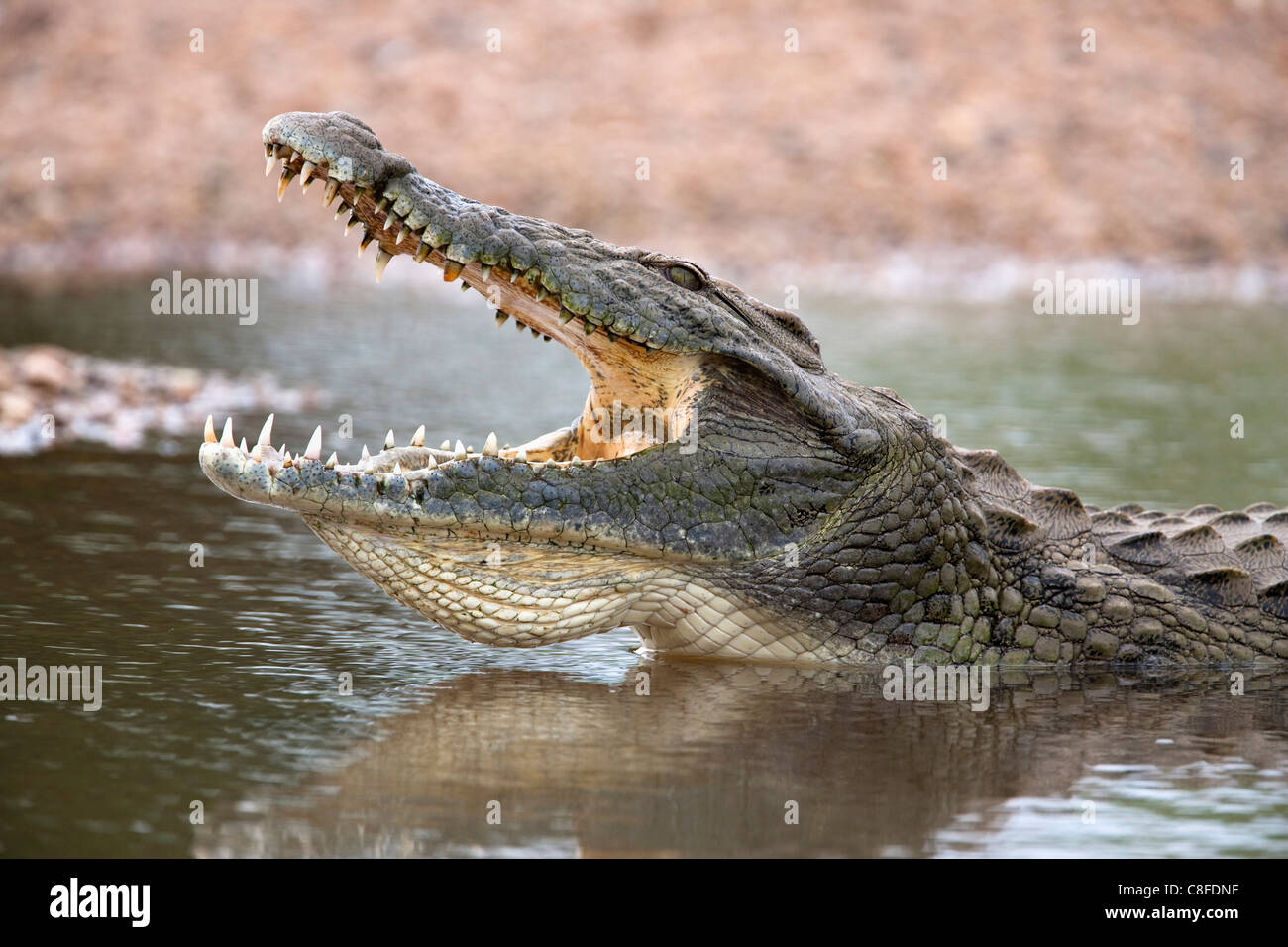 El cocodrilo del Nilo (Crocodylus niloticus, las mandíbulas agapé, el Parque Nacional Kruger, Sudáfrica Foto de stock