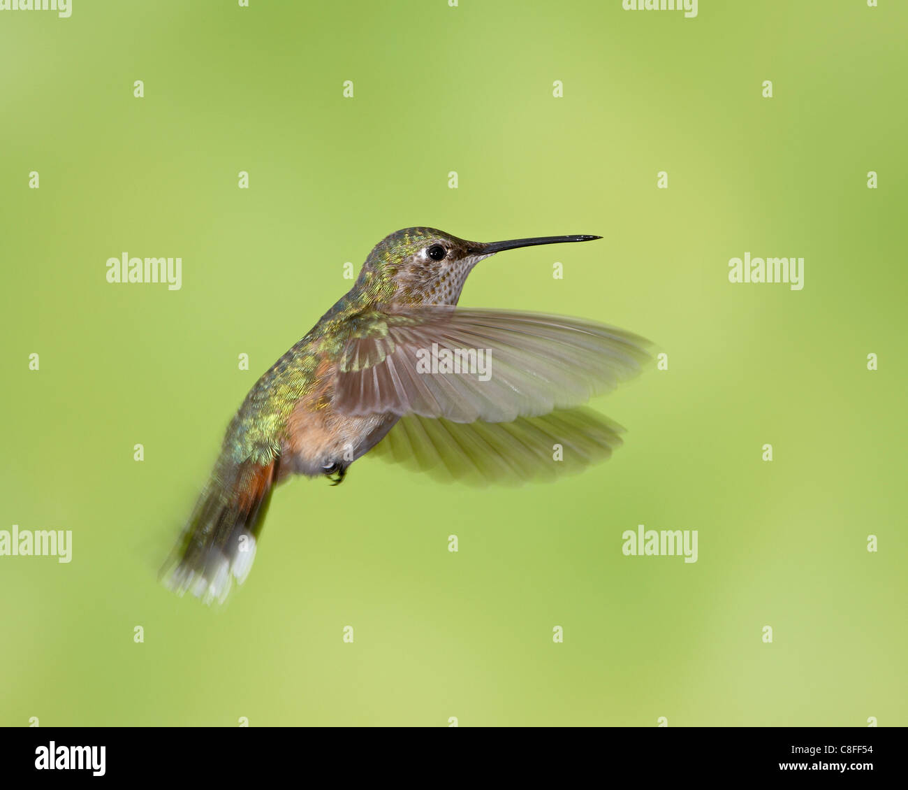 Amplia hembra-tailed Hummingbird (Selasphorus platycercus, Pluma Roja distrito de Los Lagos, el Bosque Nacional Roosevelt, Colorado, EE.UU. Foto de stock