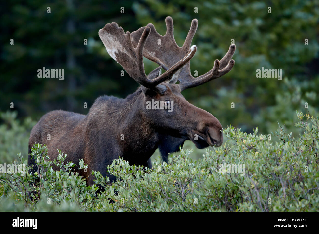 Bull moose (Alces alces) en terciopelo, Bosque Nacional Roosevelt, Colorado, Estados Unidos de América Foto de stock