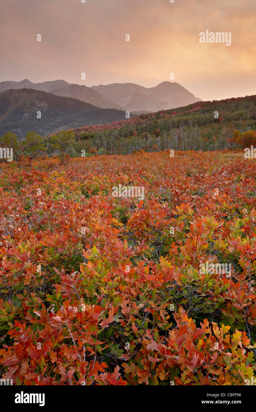 Atardecer en rojo y naranja en otoño, robles Uinta National Forest, Utah, Estados Unidos de América Foto de stock