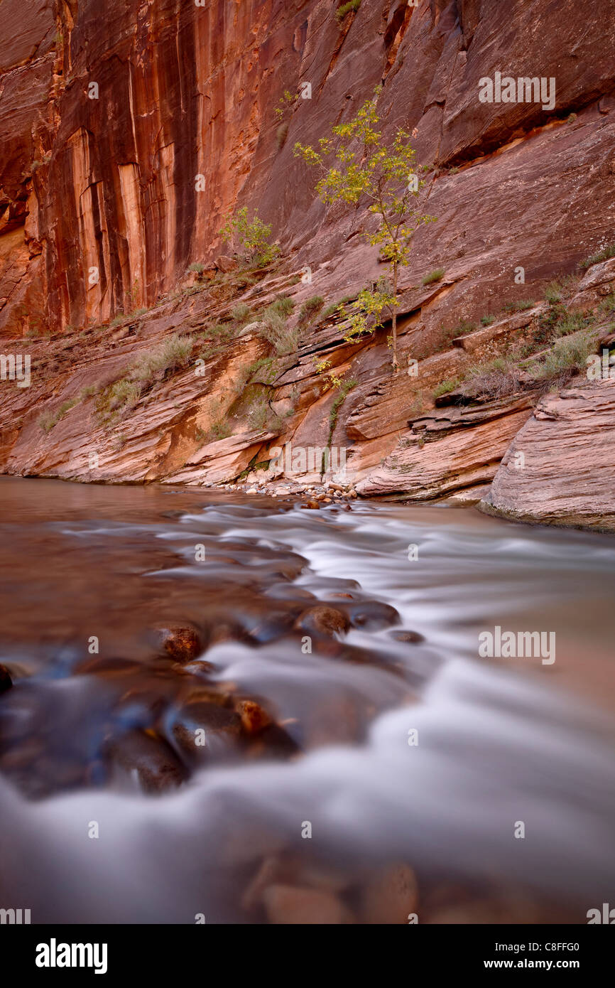 Cascada y árbol en el otoño, el estrecho del Virgin River, el Parque Nacional de Zion, Utah, Estados Unidos de América Foto de stock