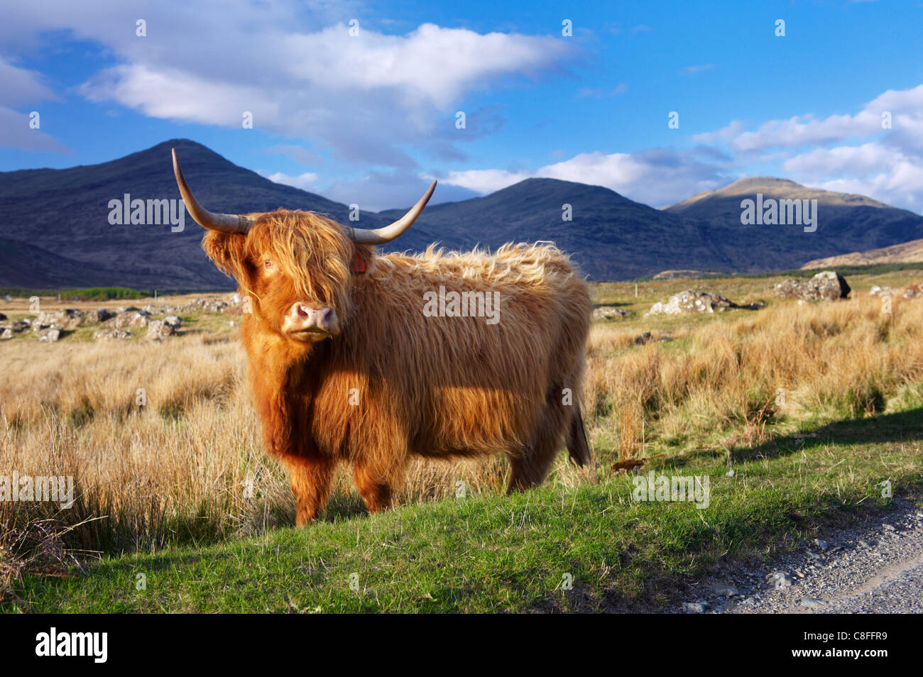 Highland ganado, Isle Of Mull, Inner Hebrides, Scotland, Reino Unido Foto de stock