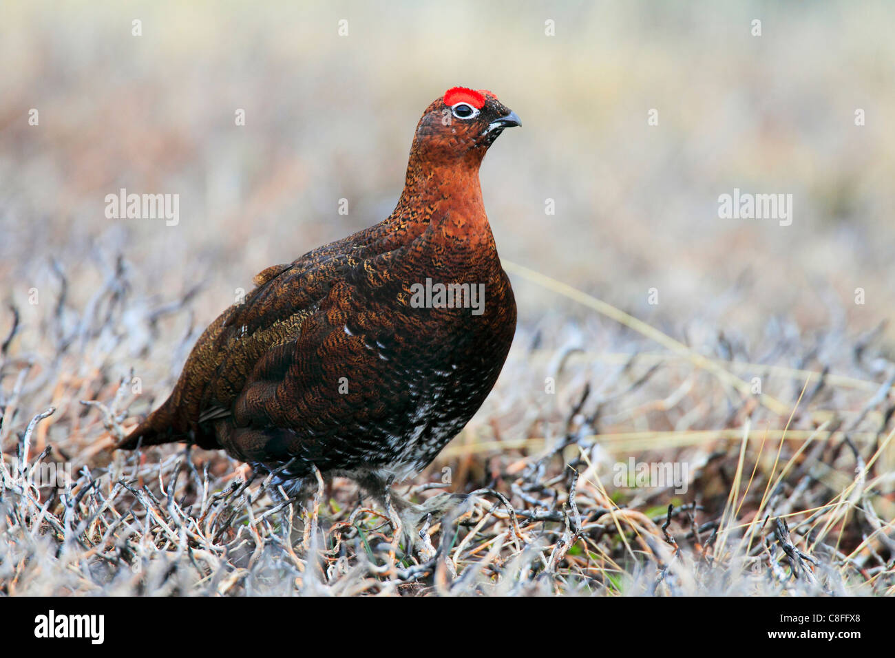 Pollo de montaã±a fotografías e imágenes de alta resolución - Alamy