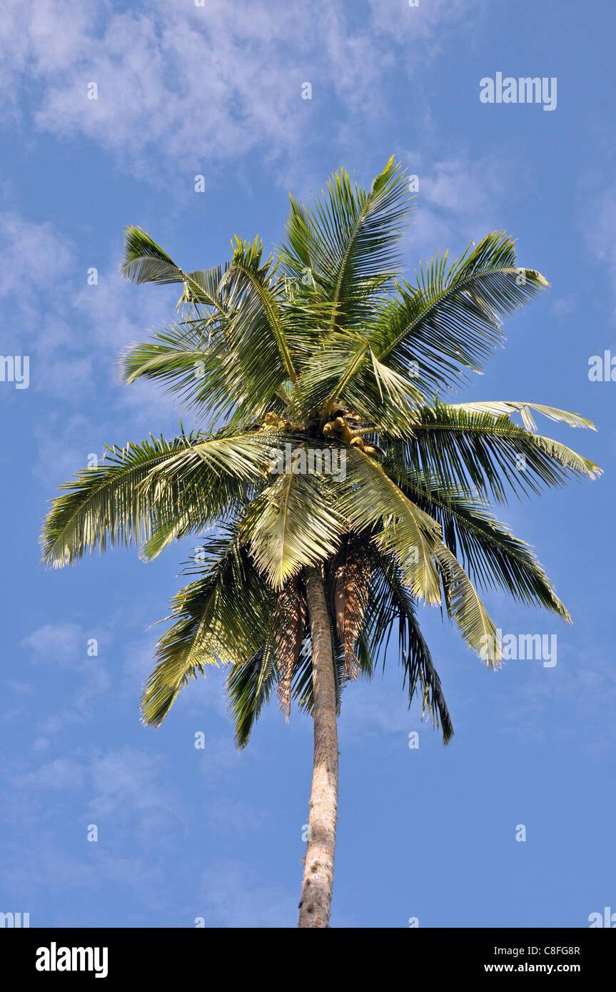 Asia, fuera, Ceilán, cocos, flora, palma de coco, cocotero, palmera, Sri Lanka, naturaleza, nucifera, palmeras, plantas de palm, Tang Foto de stock