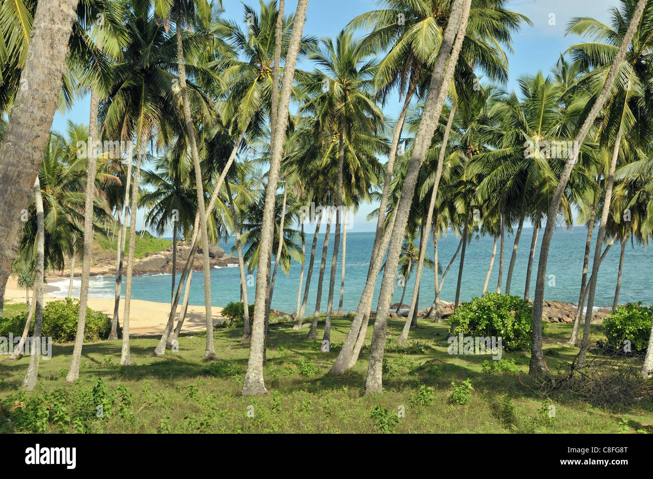 Asia, fuera, Ceilán, cocos, flora, palma de coco, cocotero, cocoteros, palmeras, Sri Lanka, naturaleza, nucifera, palmas, p Foto de stock