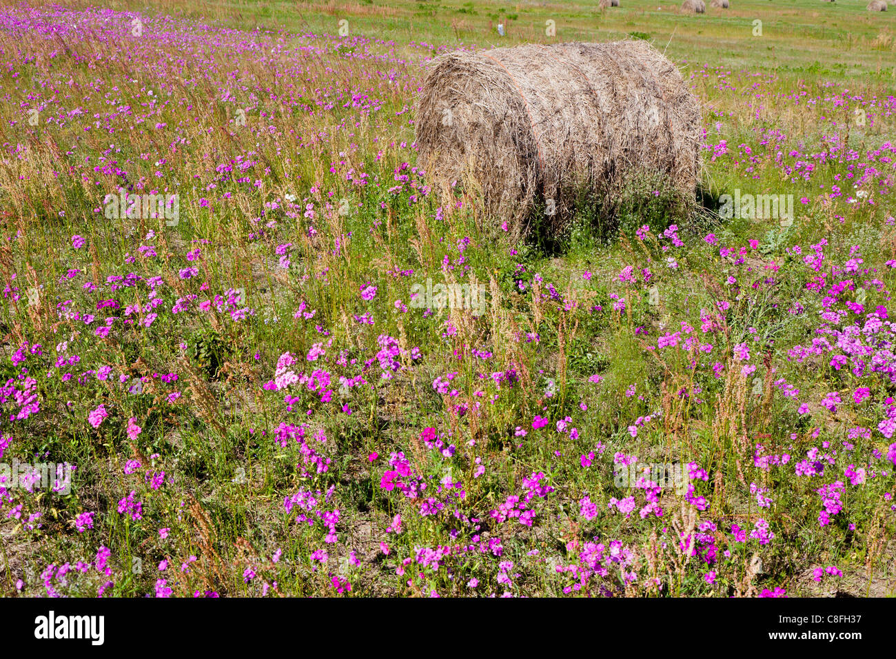 Los fardos de heno en el campo de flores silvestres en Ocala Florida Foto de stock