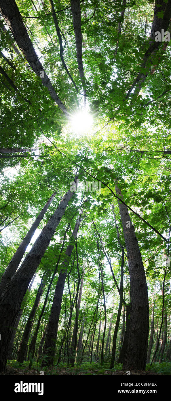 Panorámica vertical del bosque a 180 grados Foto de stock