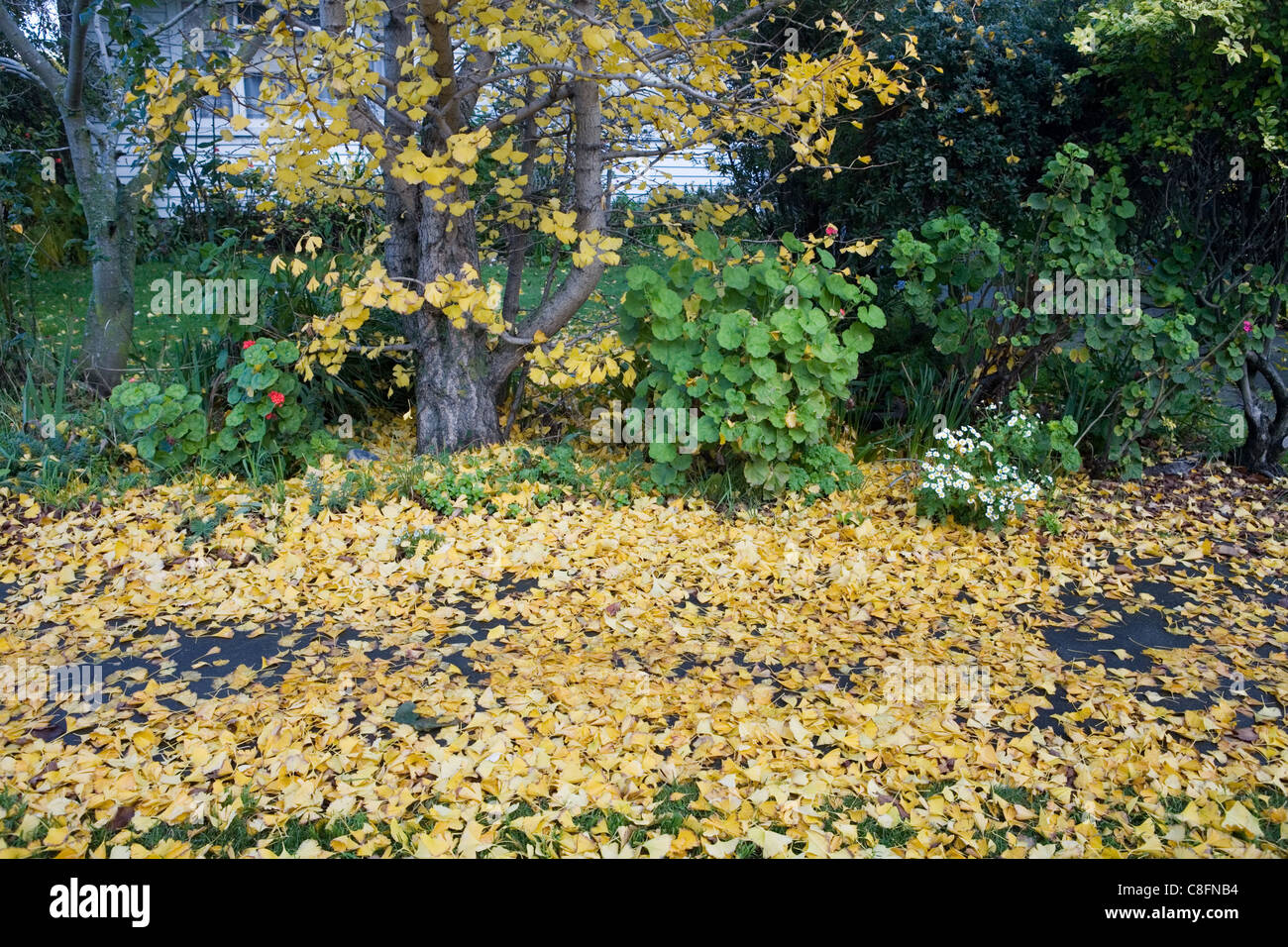 Hojas de Otoño, otoño de color, Nueva Zelanda Foto de stock