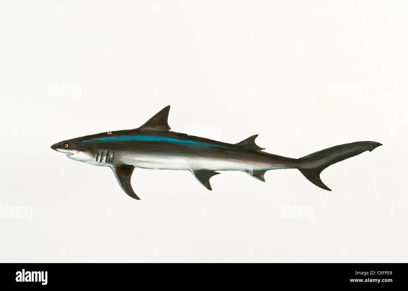 Especies de tiburones Acuarela Impresiones de póster Vivero Arte de la pared Pintura de la lona Vida marina Imagen de la pared Habitación de los niños Decoración del hogar 50x70 cm Sin marco 