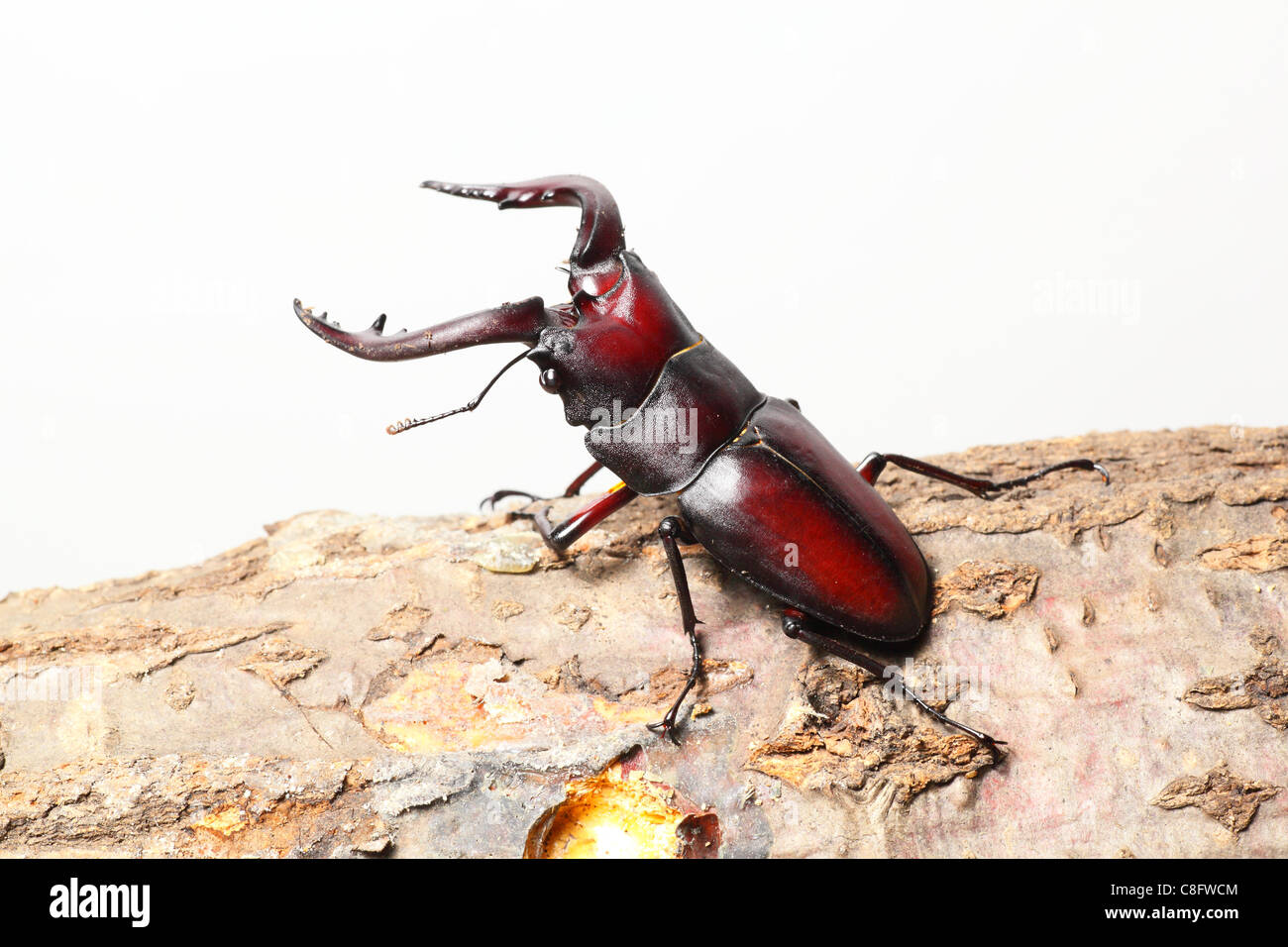 Escarabajo ciervo Foto de stock