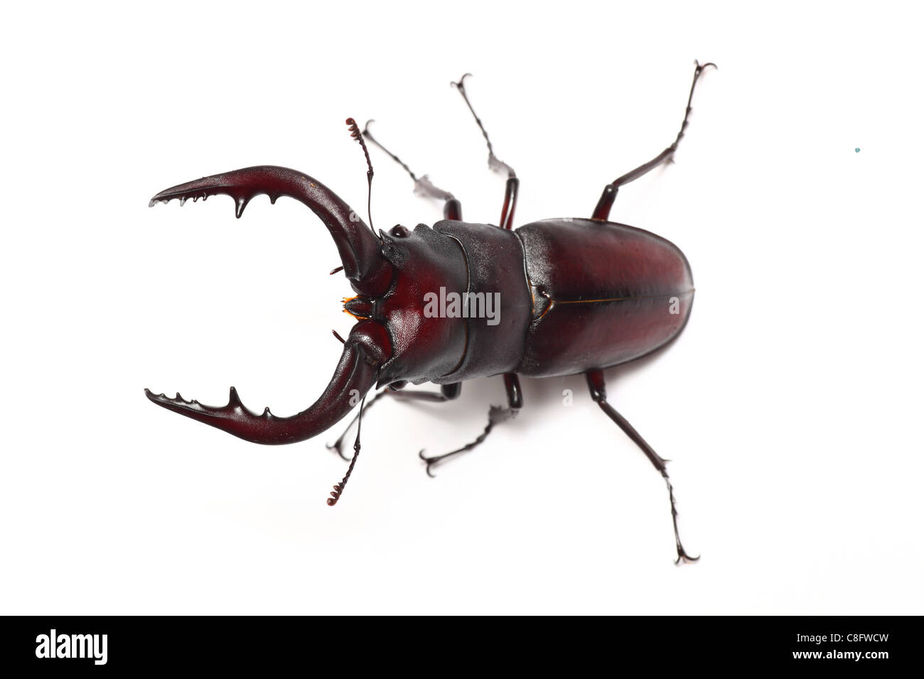 Escarabajo ciervo Foto de stock