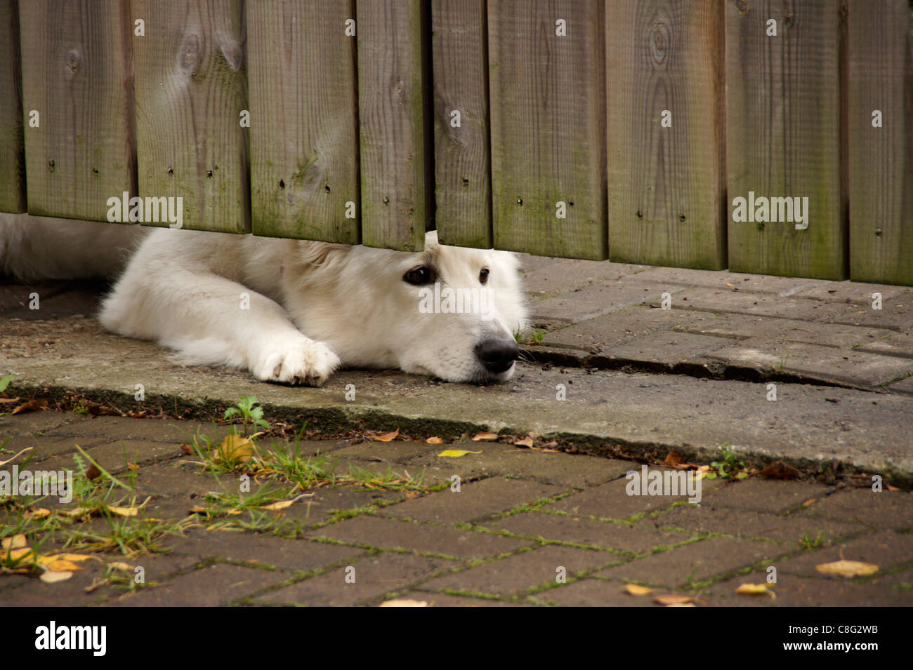 Perro blanco Foto de stock