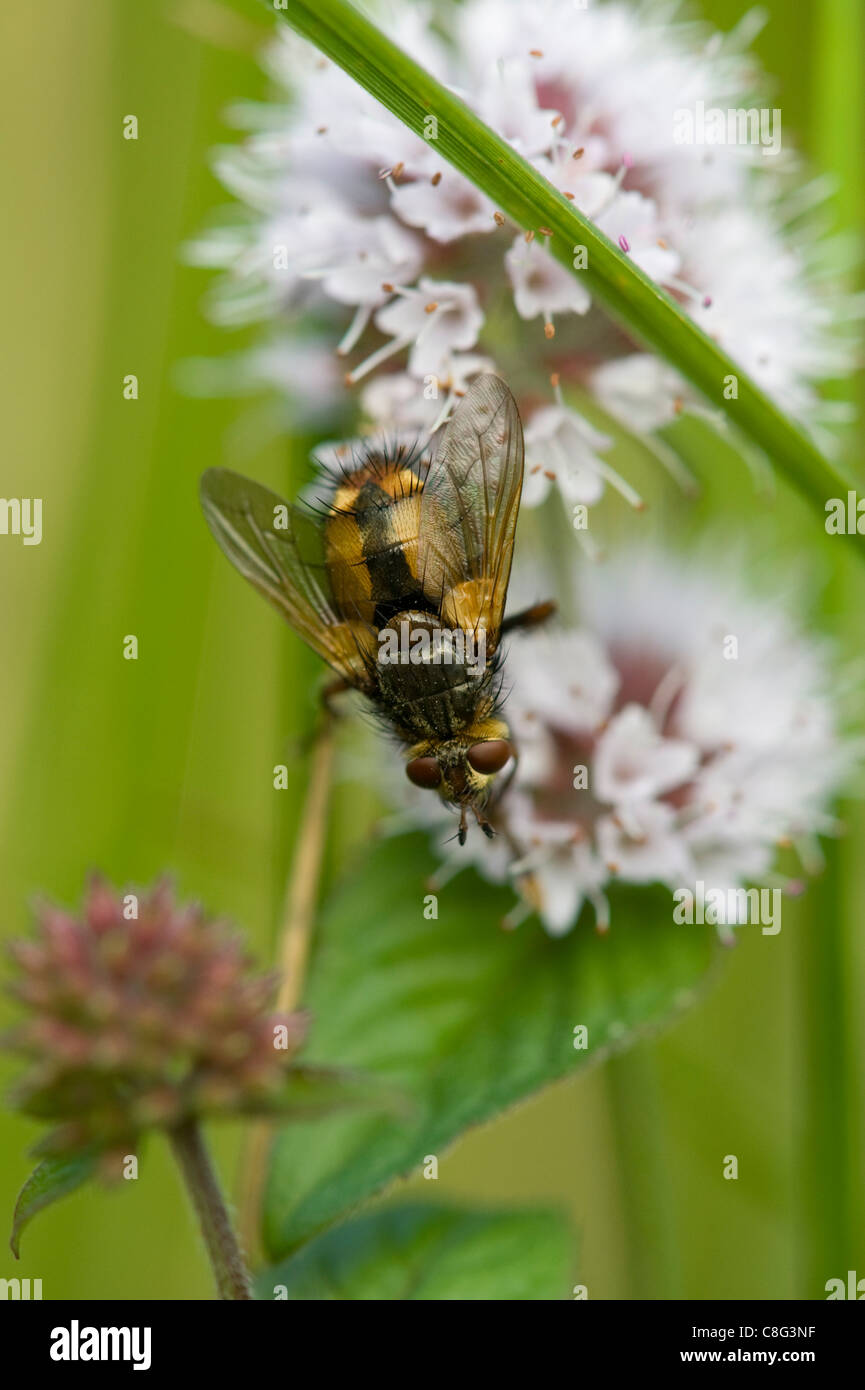 La mosca Tachina Fera descansando sobre una flor Foto de stock