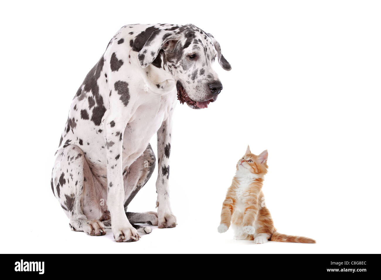 Un perro y un gato delante de un fondo blanco. Foto de stock