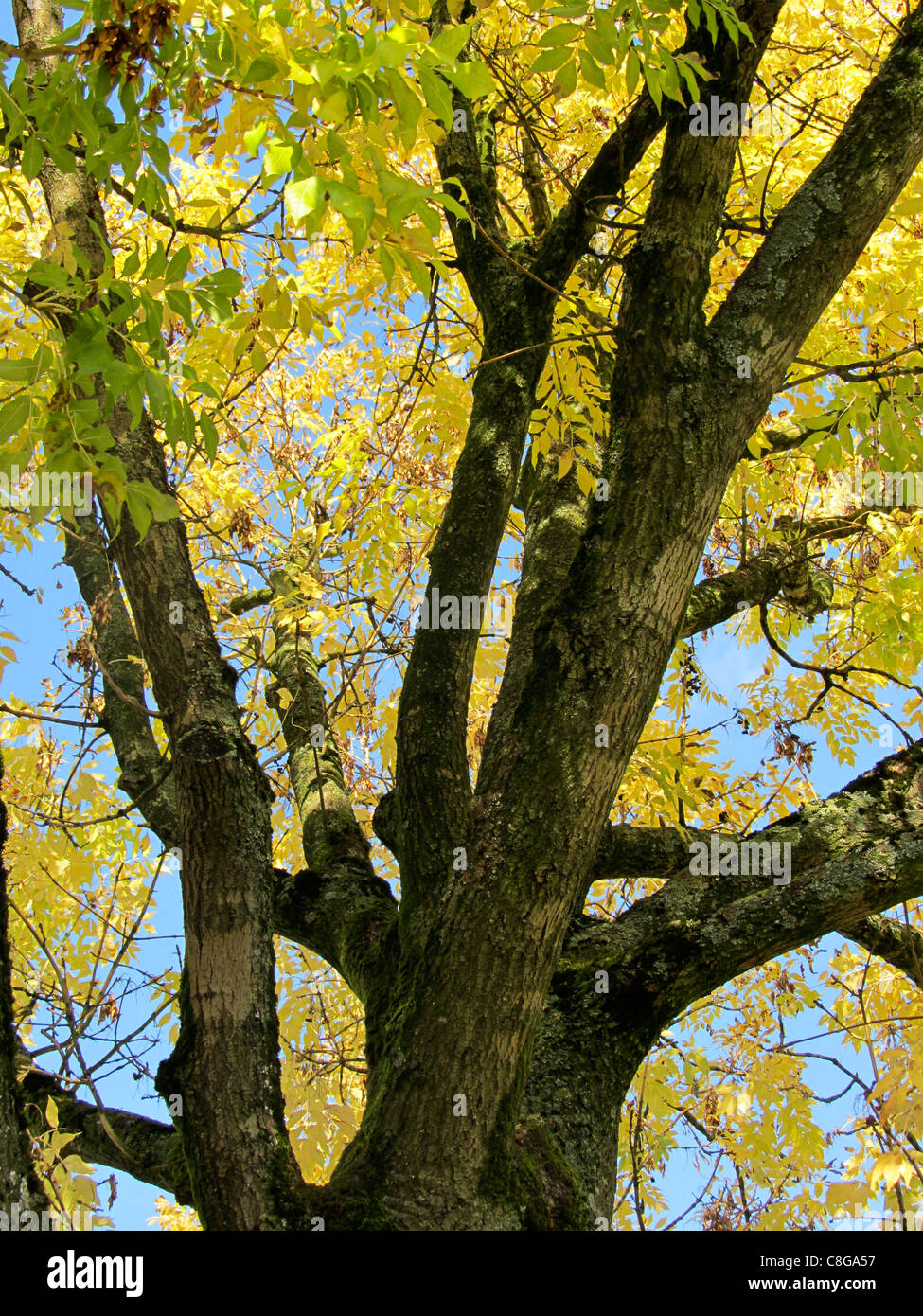 Tronco y Amarillo otoño las hojas de un árbol de fresno (Fraxinus excelsior), Alblasserdam, Holanda Foto de stock