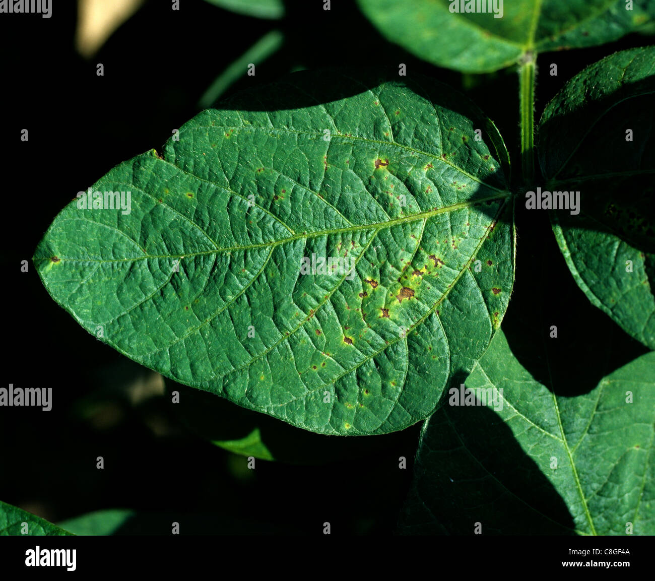 La quemadura bacteriana (Xanthomonas phaseoli) lesiones necróticas en hojas de soja Foto de stock