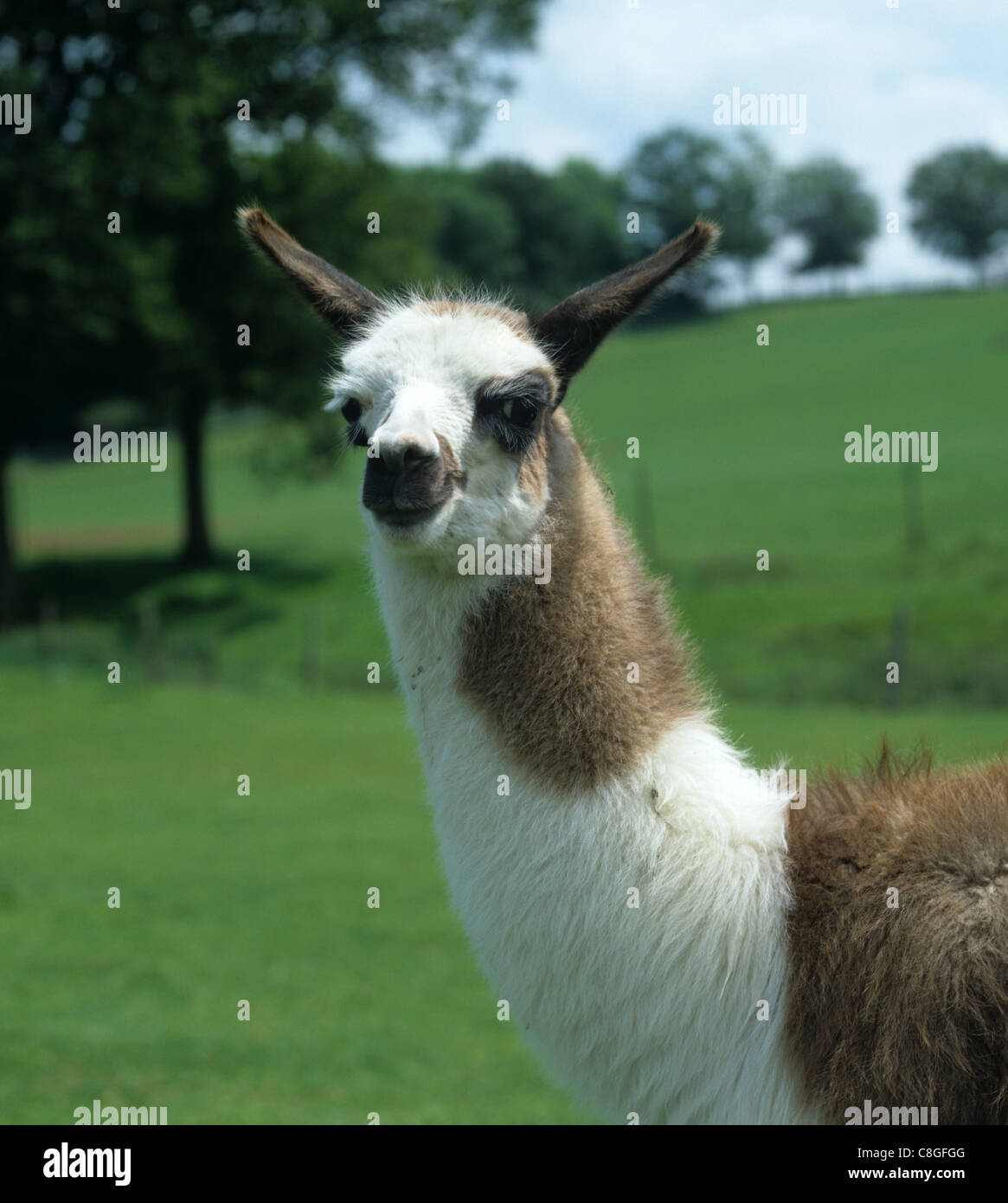 Llama ternero, Sussex Foto de stock
