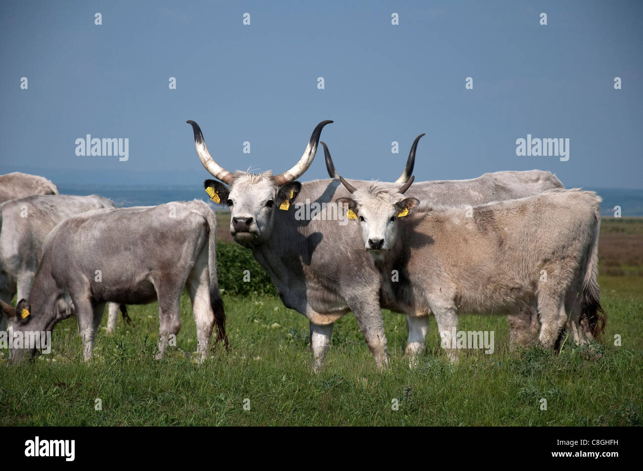 El ganado doméstico, raza: estepa Húngara (Bos primigenius, Bos taurus). Varias personas de diferentes edades. Foto de stock